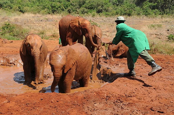 Nairobi National Park