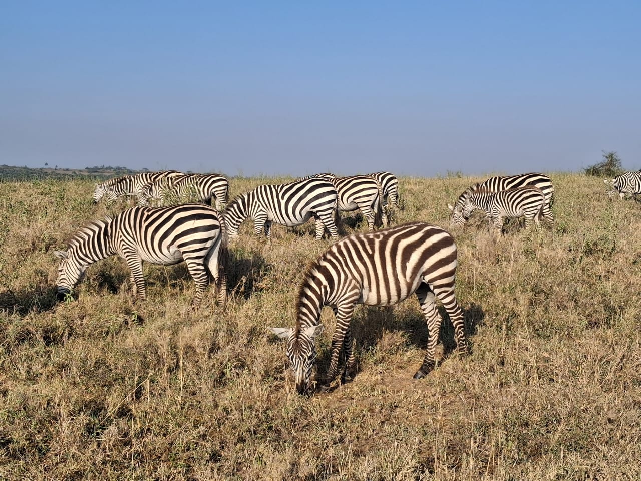 Nairobi National Park