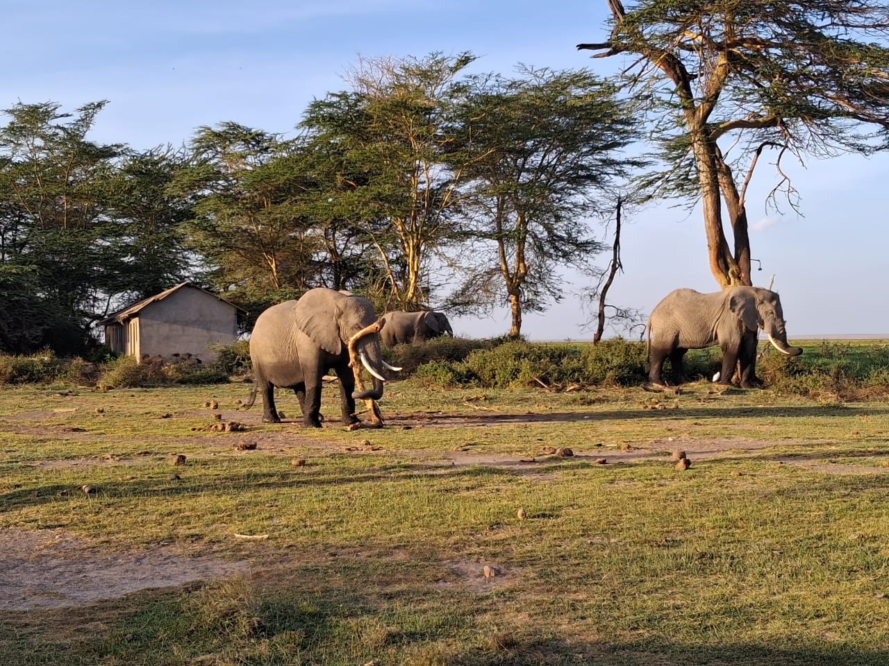 Nairobi National Park