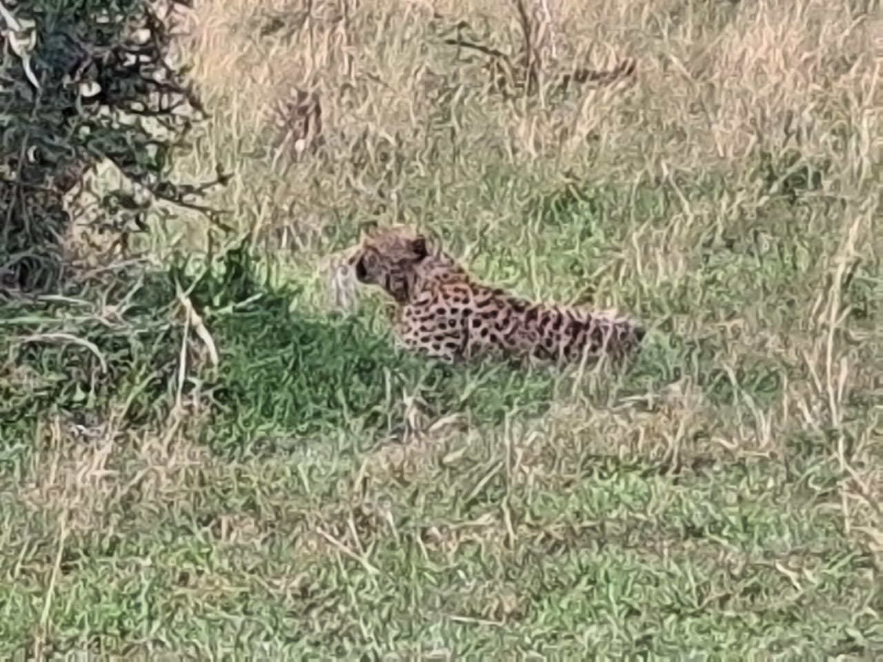 Nairobi National Park