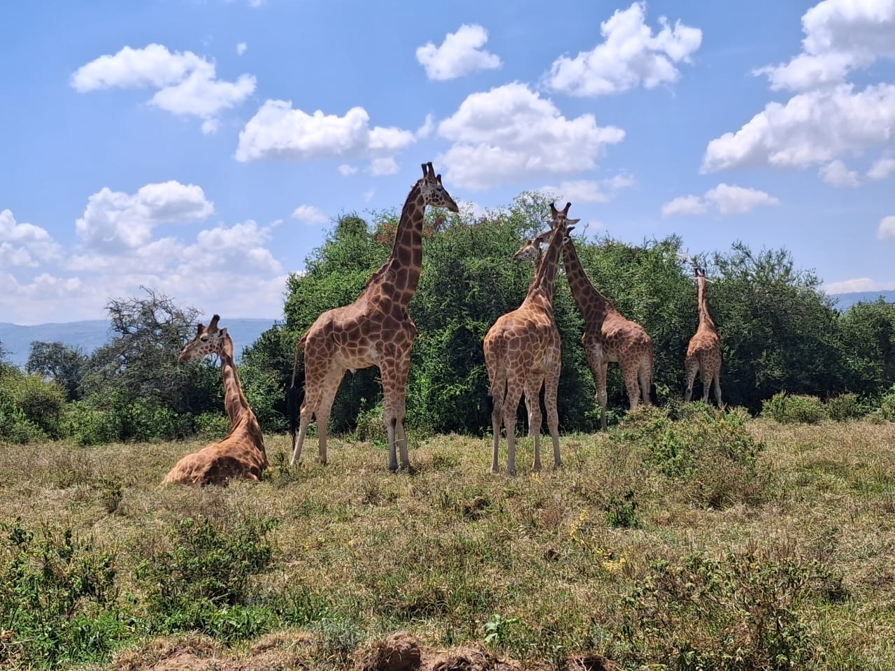 Nairobi National Park