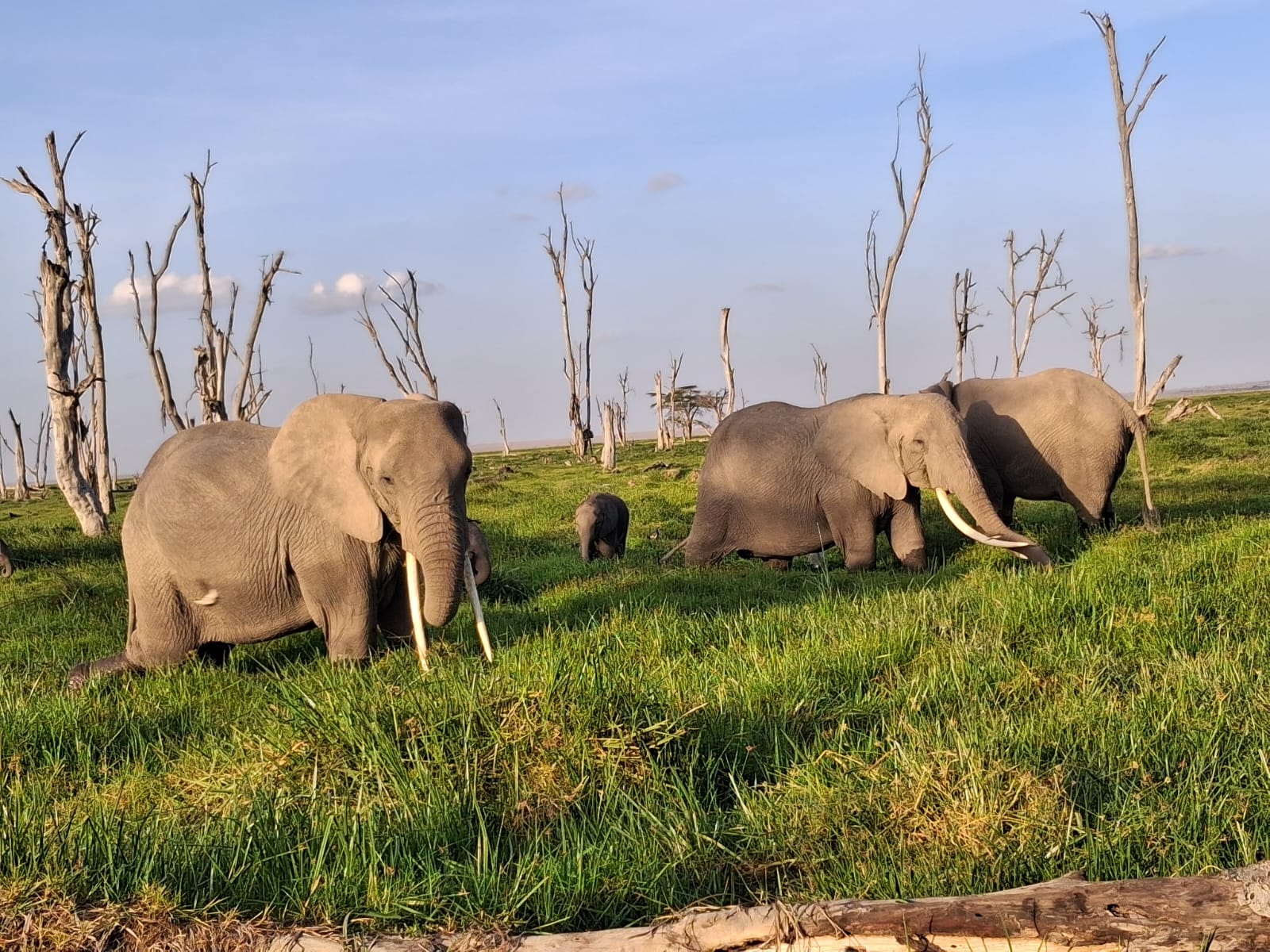 Nairobi National Park