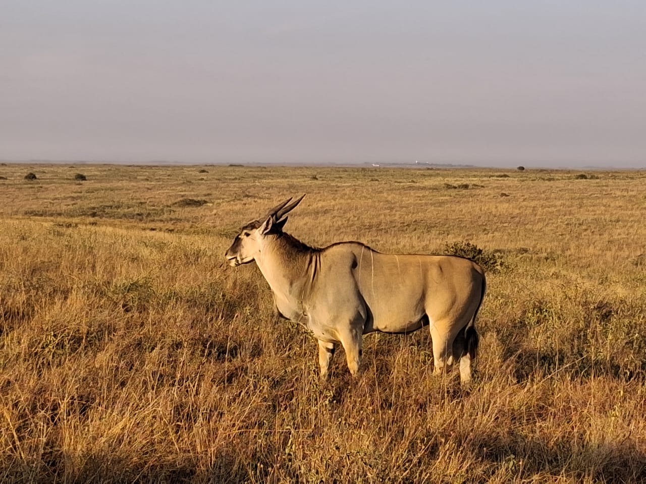 Nairobi National Park