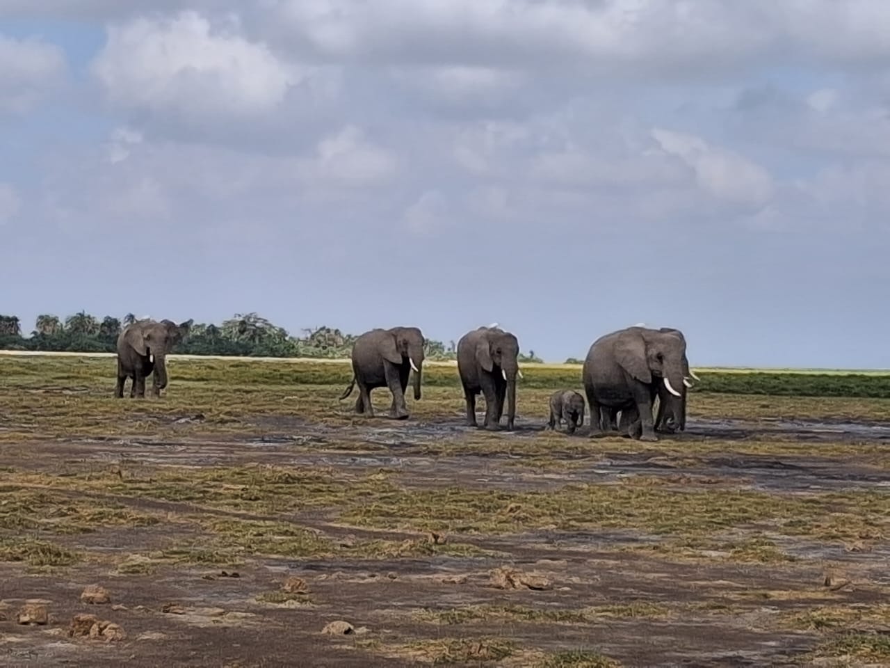 Nairobi National Park