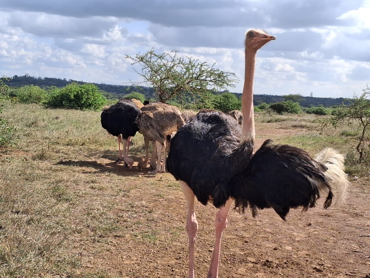 Nairobi National Park