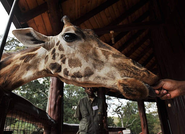 Nairobi National Park