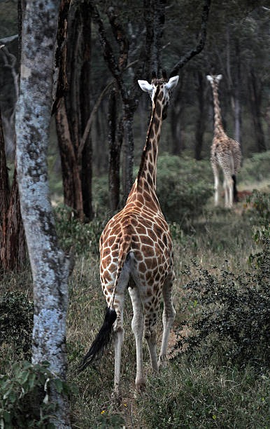Nairobi National Park