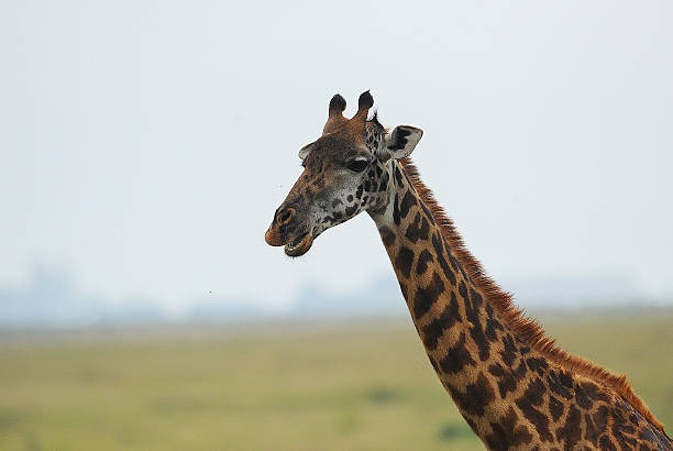 Nairobi National Park