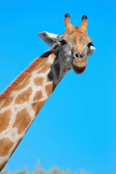 Nairobi National Park