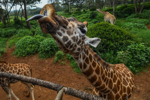 Nairobi National Park