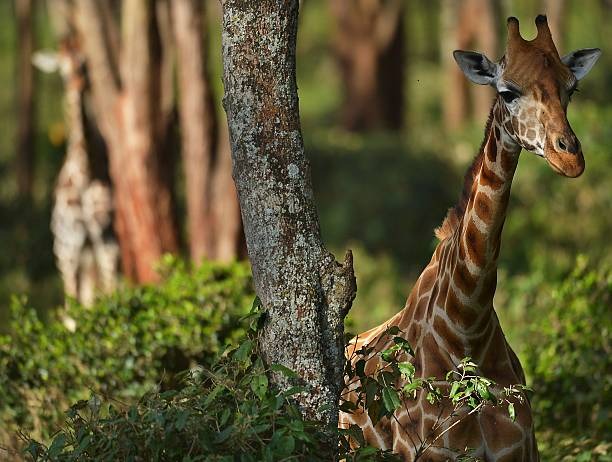 Nairobi National Park