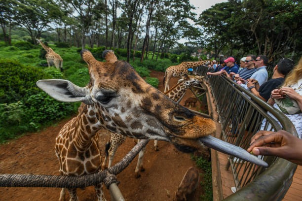 Nairobi National Park