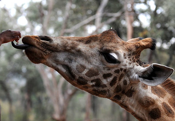 Nairobi National Park