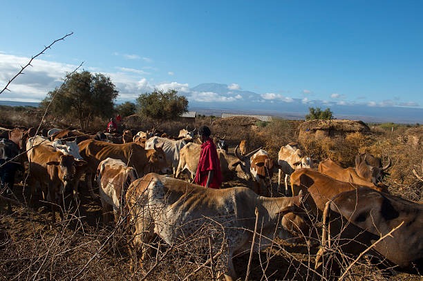 Maasai Village