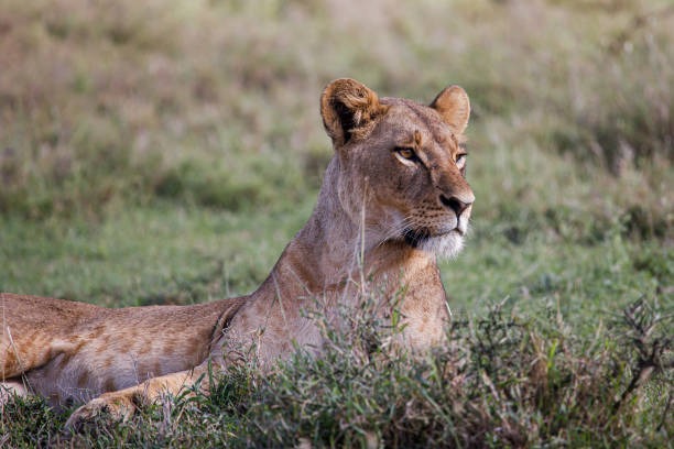 Nairobi National Park