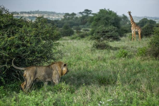 Nairobi National Park